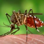 Informe da dengue registra 49 novos casos da doença no Paraná