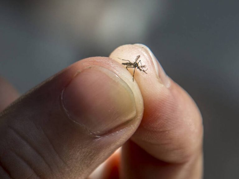 Boletim atualiza situação da dengue em Umuarama: 3 casos