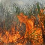 MPPR recomenda a suspensão por 30 dias da queimada controlada da cana-de-açúcar