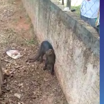Gato selvagem é flagrado por moradora na área rural de Perobal