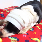 Cachorro da raça pitbull é baleado após atacar policial em Umuarama